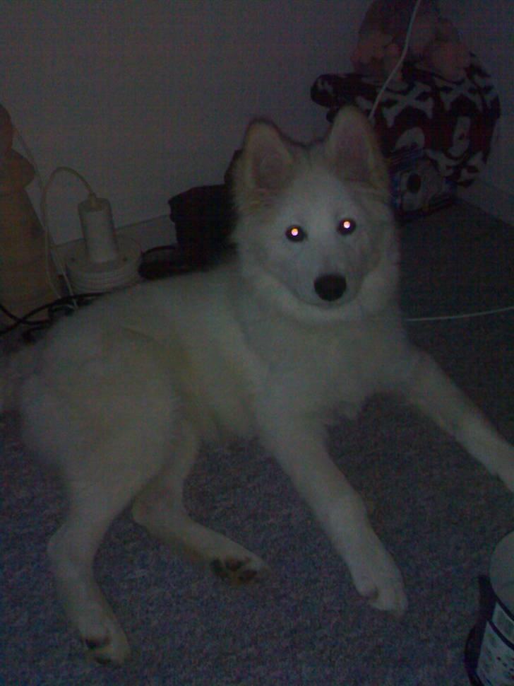 Samojedhund Mickey billede 6