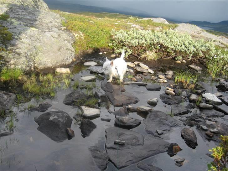 West highland white terrier Boris - vand, det er vist ikke lige mig (Foto: Peter) billede 12