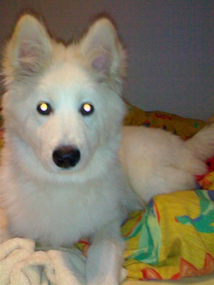 Samojedhund Mickey - 4mdr billede 7