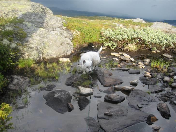 West highland white terrier Boris - nej, det er ikke rigtig sjovt det her.... (Foto: Peter) billede 13