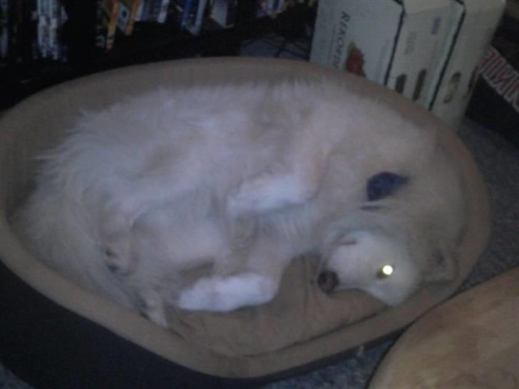 Samojedhund Mickey - ja det var jo det jeg sagde det er hårdt at være til træning billede 8