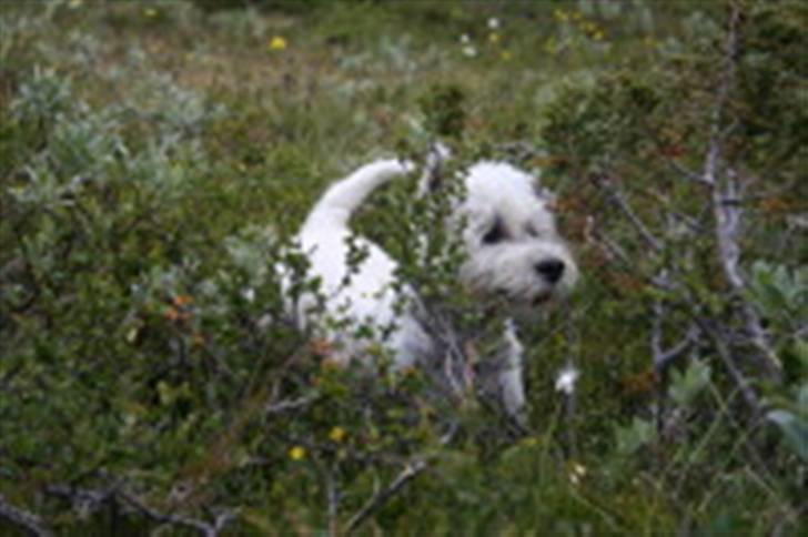 West highland white terrier Boris - Kan i ikke finde mig?  (foto: Peter) billede 14