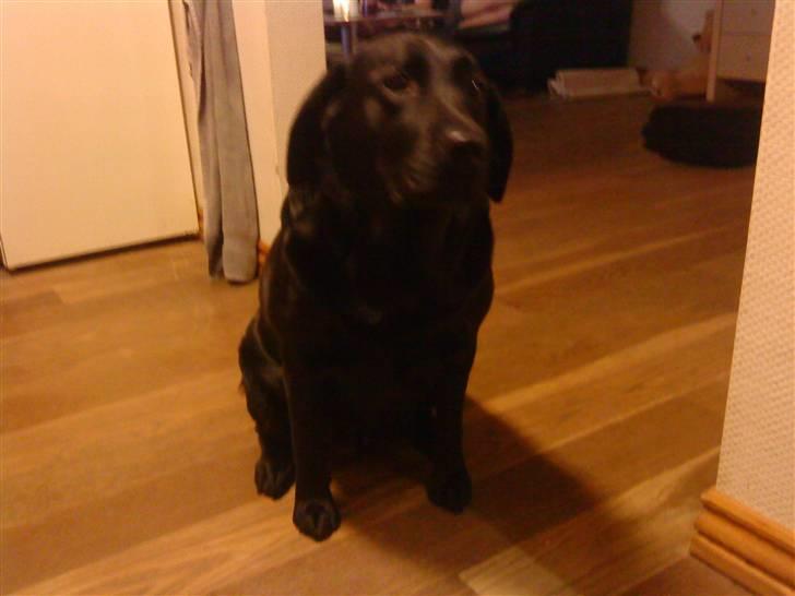 Labrador retriever Molly billede 3