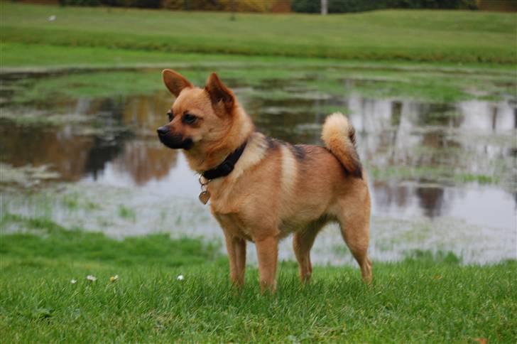 Blanding af racer bianca billede 13