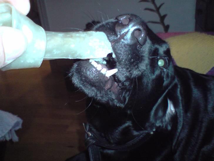 Labrador retriever Molly - Her er Jeg ved at give hende en tyggeben af oksehud, Dem er hun helt vilde med, hun stopper ikke med at spise før den er helt væk.. billede 4