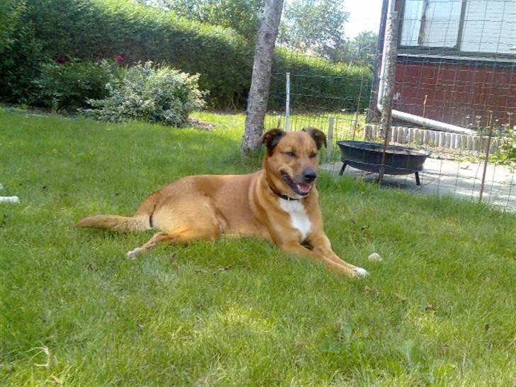 Blanding af racer Vabbe billede 16