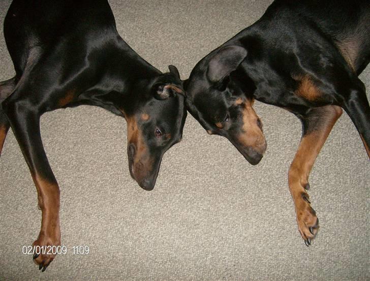 Dobermann Tusca R.I.P. - Tusca & Kaizo. Dette billede er i SE & HØR denne uge ( uge 11) billede 4