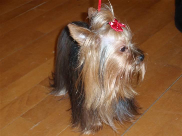 Yorkshire terrier Benjamin vom Autal billede 9