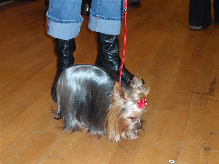 Yorkshire terrier Benjamin vom Autal billede 10