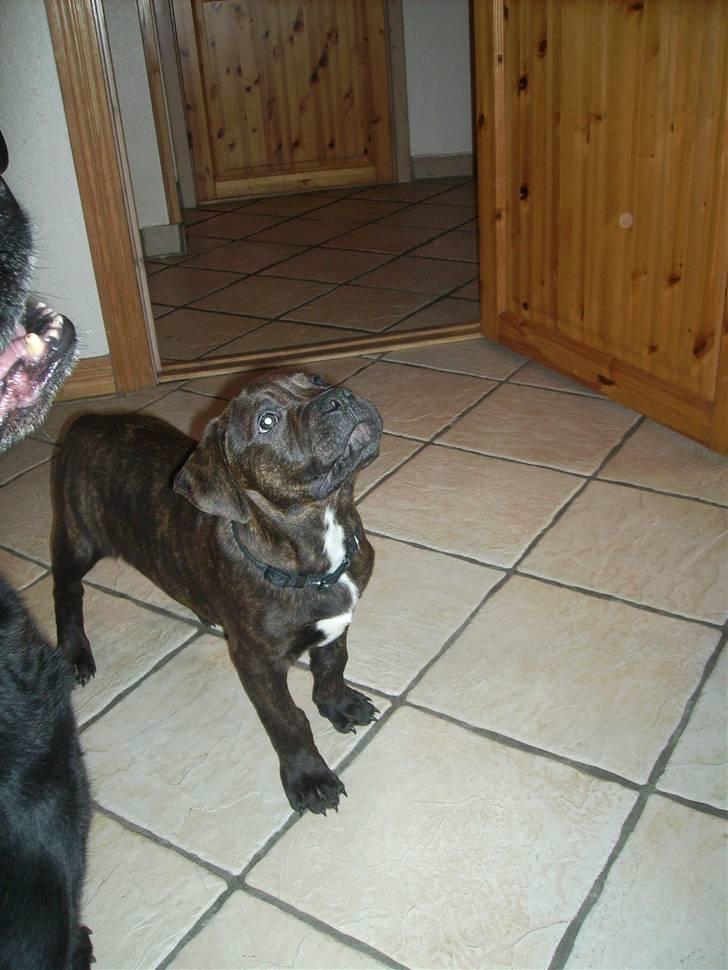 Blanding af racer Buster - Det første billede jeg har af Buster.. lige fået ham.. kun 12 uger :) billede 6