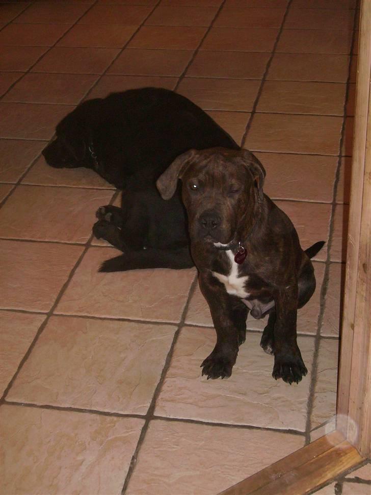 Blanding af racer Buster billede 7