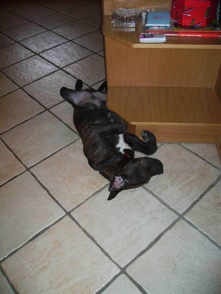 Blanding af racer Buster billede 8