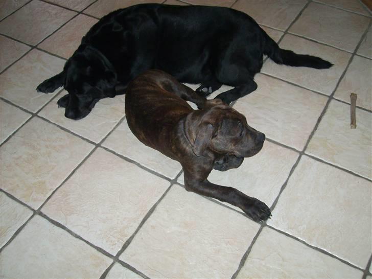 Blanding af racer Buster billede 9