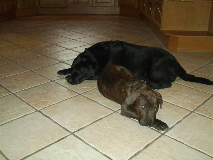 Blanding af racer Buster billede 10