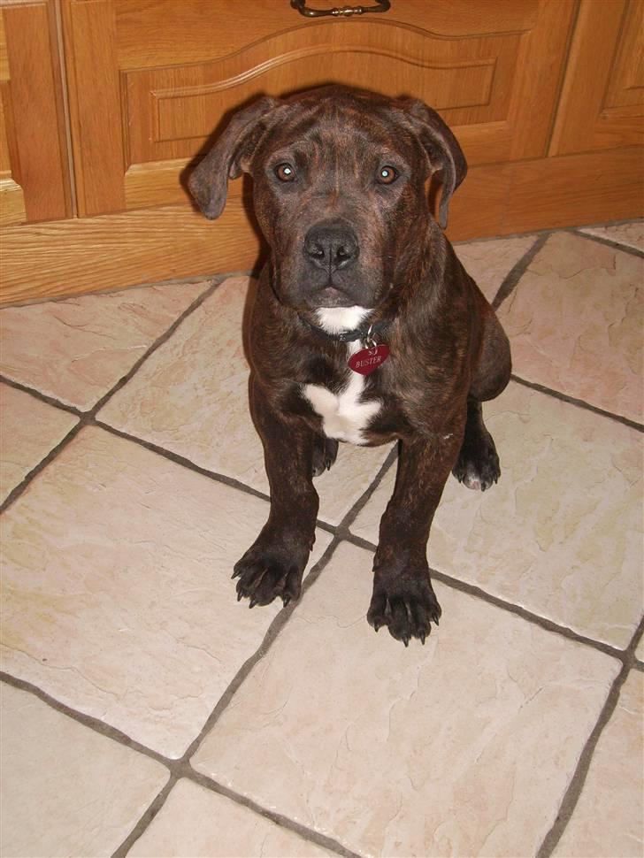 Blanding af racer Buster billede 11