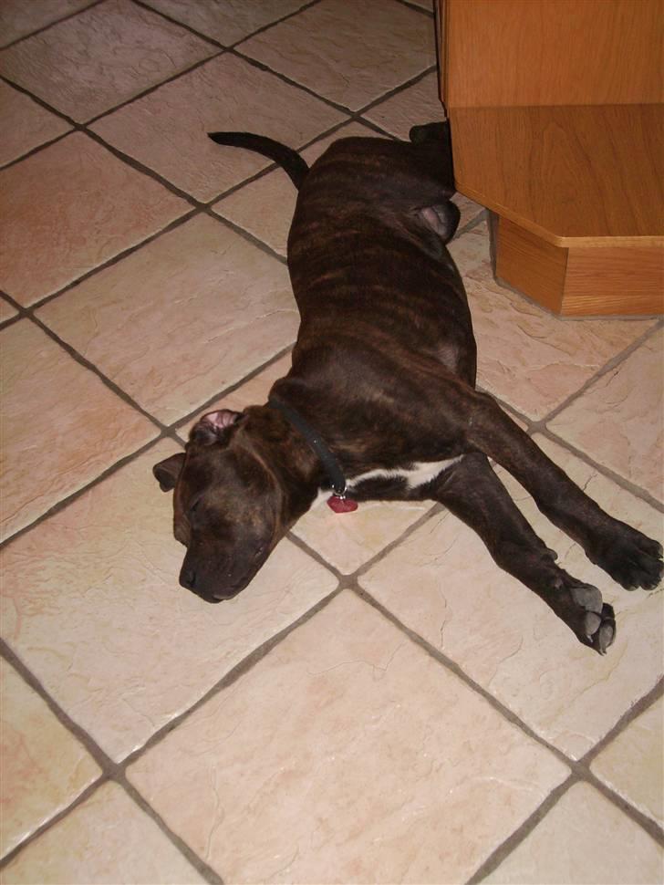 Blanding af racer Buster billede 12