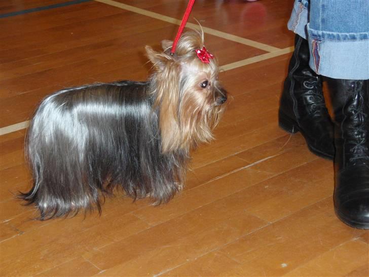 Yorkshire terrier Benjamin vom Autal billede 11