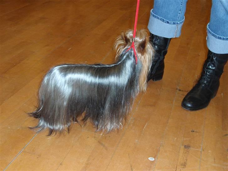 Yorkshire terrier Benjamin vom Autal billede 12