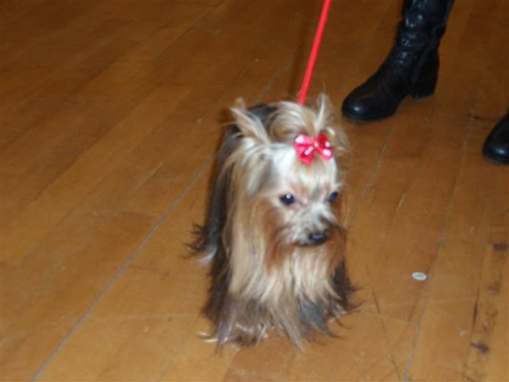 Yorkshire terrier Benjamin vom Autal billede 13