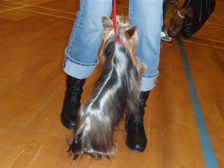 Yorkshire terrier Benjamin vom Autal billede 14