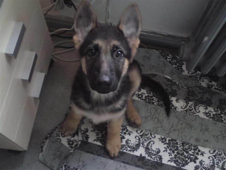 Schæferhund Alderslyst Xandra (Chili) billede 1