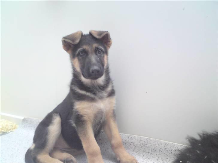 Schæferhund Alderslyst Xandra (Chili) billede 2