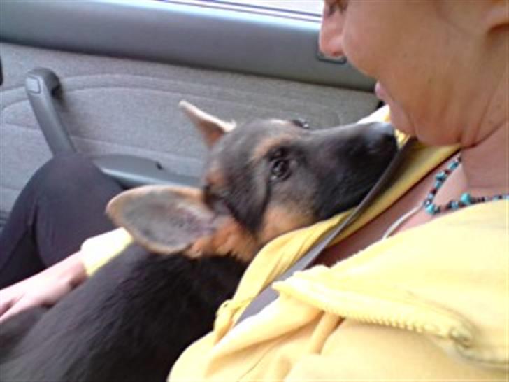 Schæferhund Alderslyst Xandra (Chili) billede 3