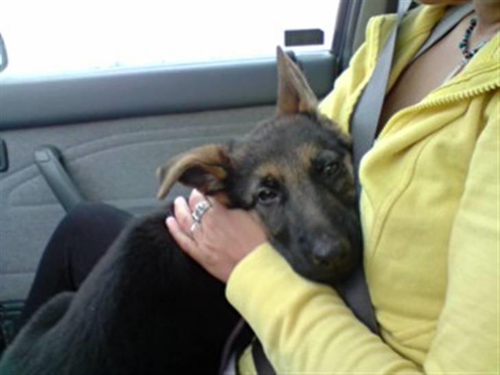 Schæferhund Alderslyst Xandra (Chili) billede 4