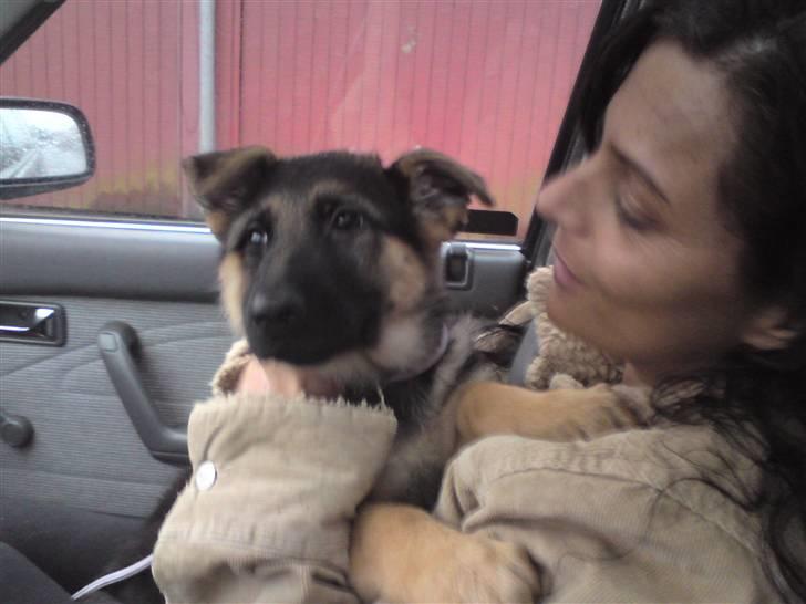 Schæferhund Alderslyst Xandra (Chili) - Chili har været vores i 10 min. billede 5