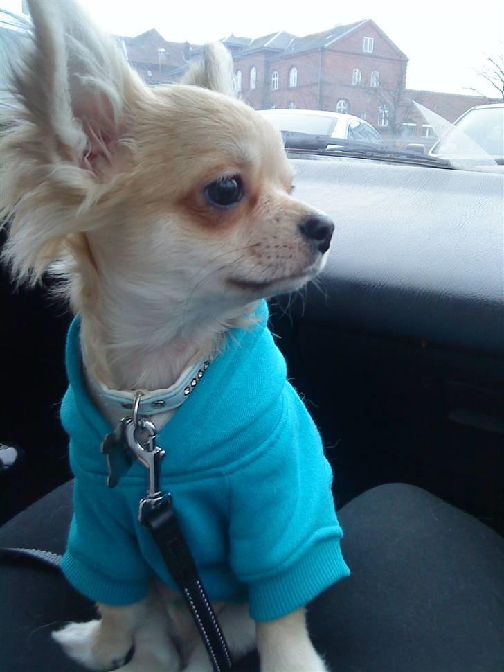 Chihuahua Ollie - Mors dren har hættetrøje på (:  billede 11