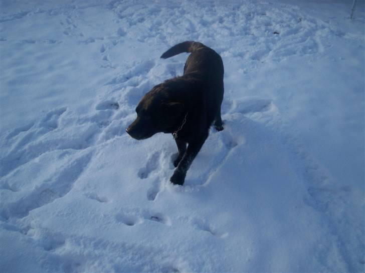 Labrador retriever Nunu billede 2