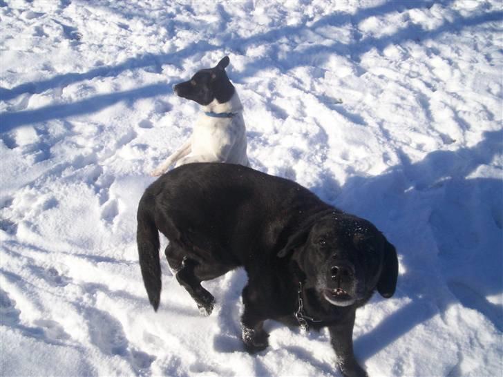 Labrador retriever Nunu billede 4