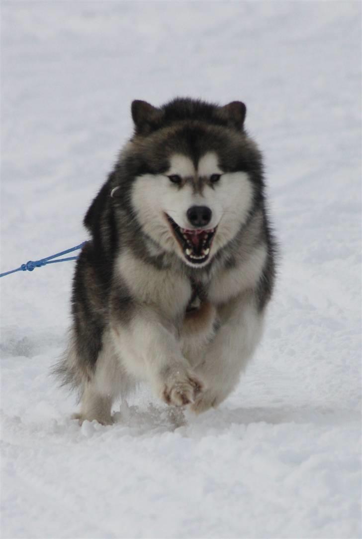 Alaskan malamute Ayrin billede 17