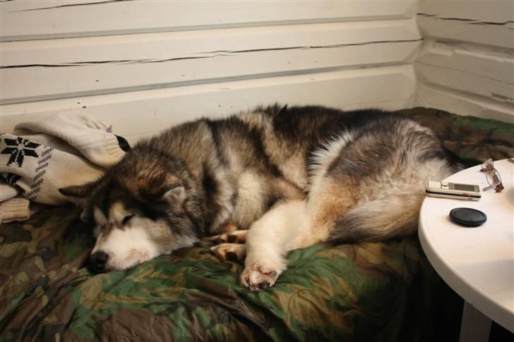 Alaskan malamute Ayrin billede 18