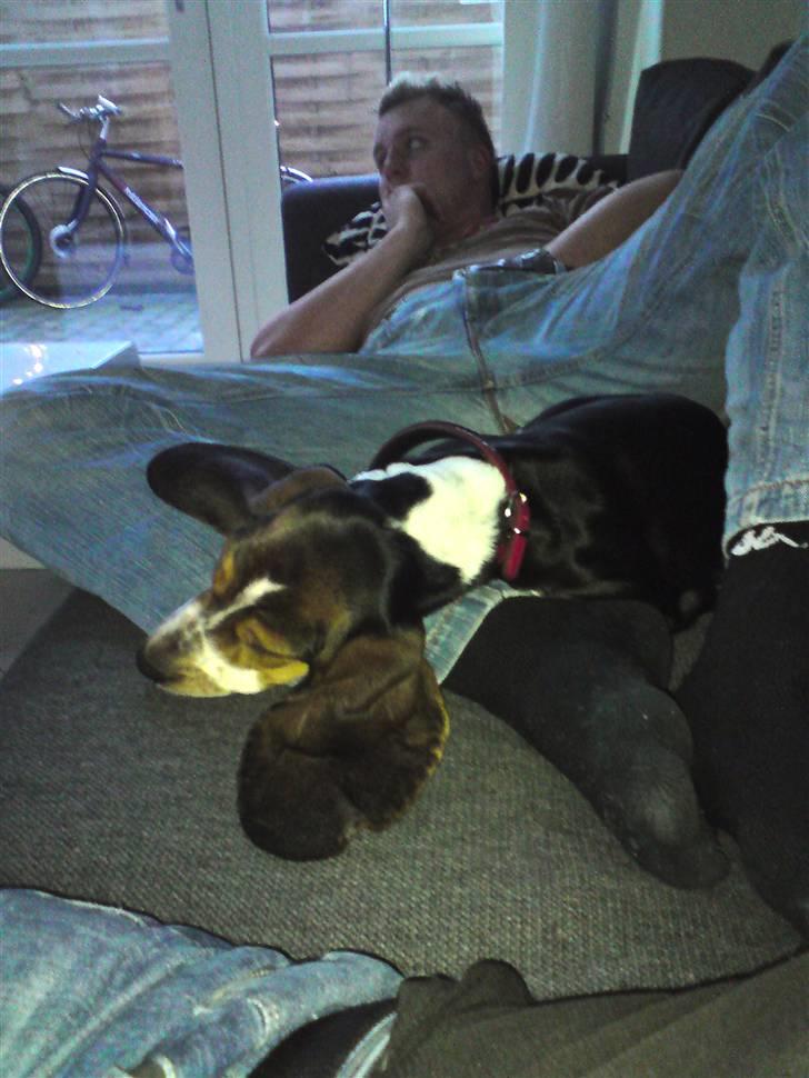 Basset hound Brutalis - Her får hun sig lige en lur sammen med Onkel Nico.. Hyggeligt... billede 2