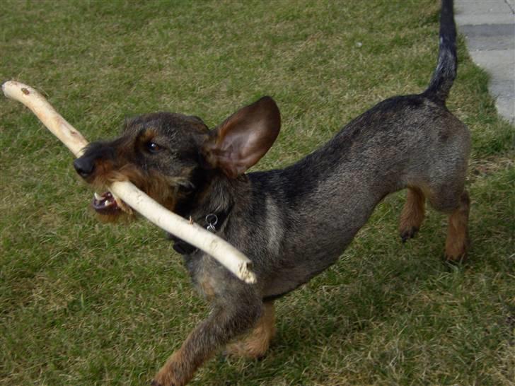 Gravhund Mille - Mille leger i haven februar 2009 billede 11