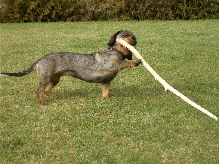 Gravhund Mille - Mille leger i haven februar 2009 billede 12