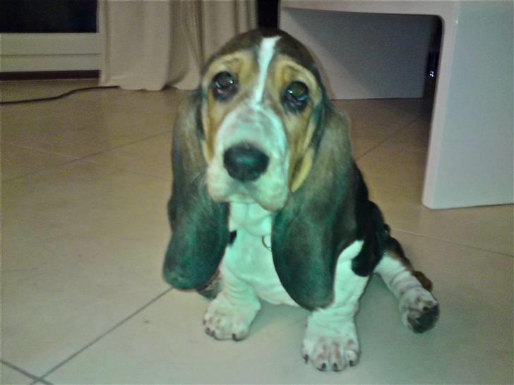 Basset hound Brutalis - En rigtig prinsesse. billede 3