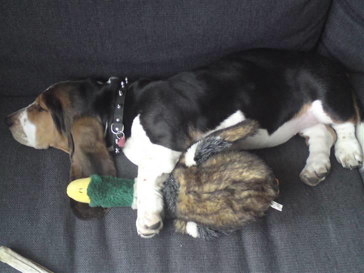 Basset hound Brutalis - Man kan jo også lige tage sig en lur sammen med anden.. billede 4