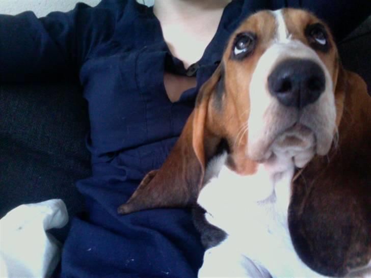 Basset hound Brutalis - Hvor er det jeg skal kigge hen, siger du?? billede 5