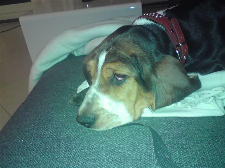 Basset hound Brutalis billede 6