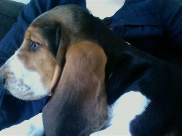 Basset hound Brutalis - Jeg har stadigt ikke rigtigt forstået det, med hvor jeg skulle kigge hen.. billede 9