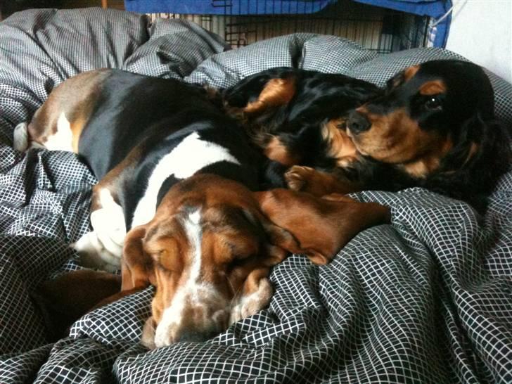 Basset hound Brutalis - Brutalis´ nye lillebror Holger. billede 10