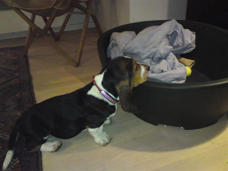 Basset hound Brutalis - Mickey, - kommer du ikke over i kurven med mig?? billede 11