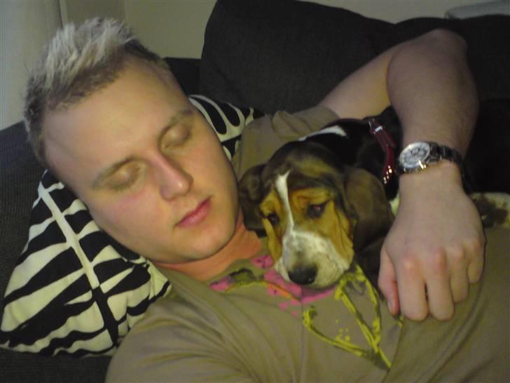 Basset hound Brutalis billede 12