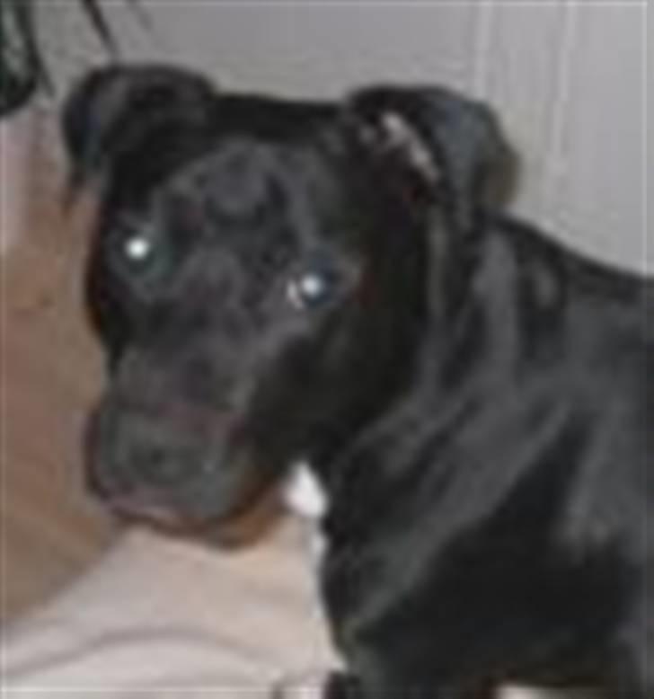 Blanding af racer Harley billede 7