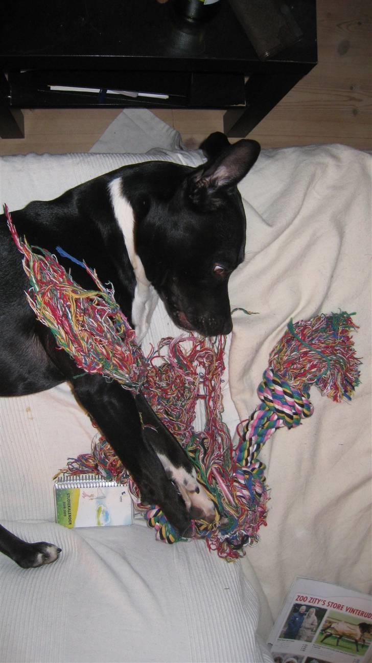 Blanding af racer Harley billede 8