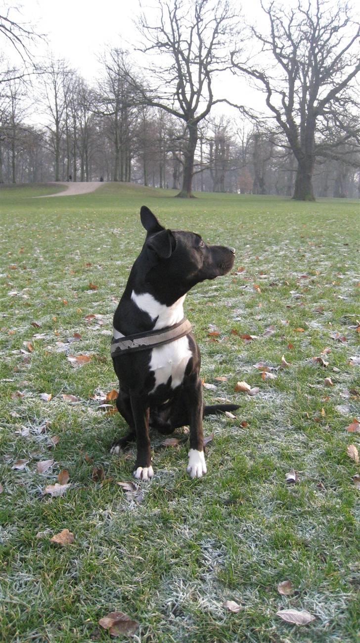 Blanding af racer Harley billede 9