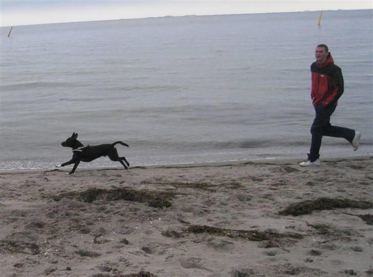 Blanding af racer Harley - Harley og kæresten på løbetur billede 10