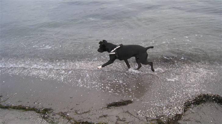 Blanding af racer Harley billede 11